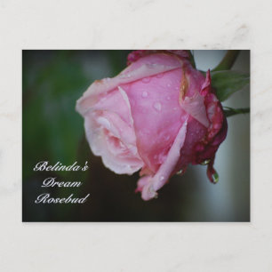 Belinda's Dream Rosebud Briefkaart