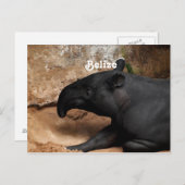 Belize Baird's Tapir Briefkaart (Voorkant / Achterkant)