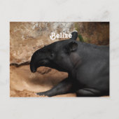 Belize Baird's Tapir Briefkaart (Voorkant)