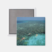Belize, Barrièrerif, Lighthouse Reef, Blauw Magneet (Voorkant / Achterkant)