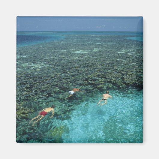 Belize, Barrièrerif, Lighthouse Reef, Blauw Magneet (Voorkant)