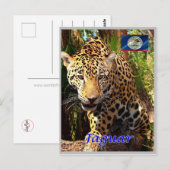 Belize - Belizeaanse Oerwouden - Briefkaart (Voorkant / Achterkant)