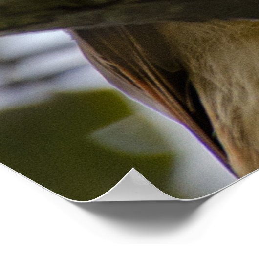 Belize Bird, Funny Brown Roadside Hawk Poster (Hoek)