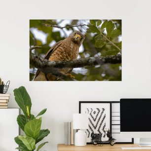 Belize Bird, Funny Brown Roadside Hawk Poster