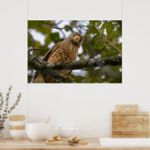Belize Bird, Funny Brown Roadside Hawk Poster (Keuken)