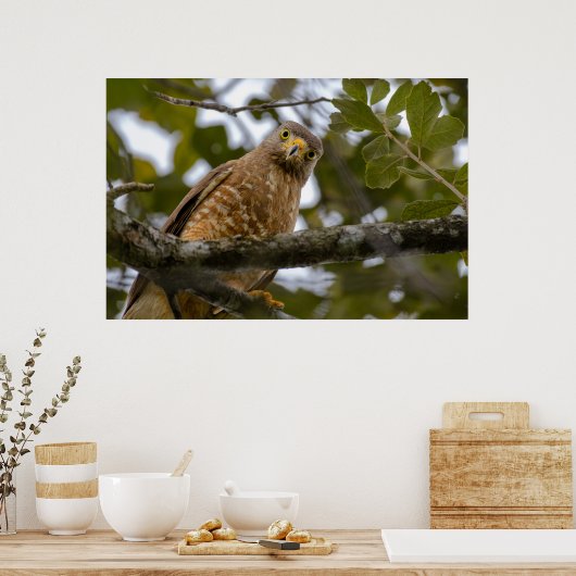 Belize Bird, Funny Brown Roadside Hawk Poster (Keuken)