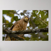 Belize Bird, Funny Brown Roadside Hawk Poster (Voorkant)