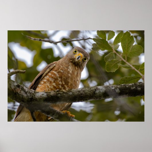 Belize Bird, Funny Brown Roadside Hawk Poster (Voorkant)