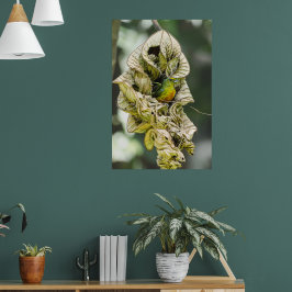 Belize Bird, Green Olive Backed Euphonia Poster