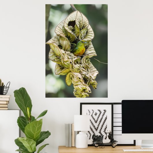 Belize Bird, Green Olive Backed Euphonia Poster (Thuiskantoor)