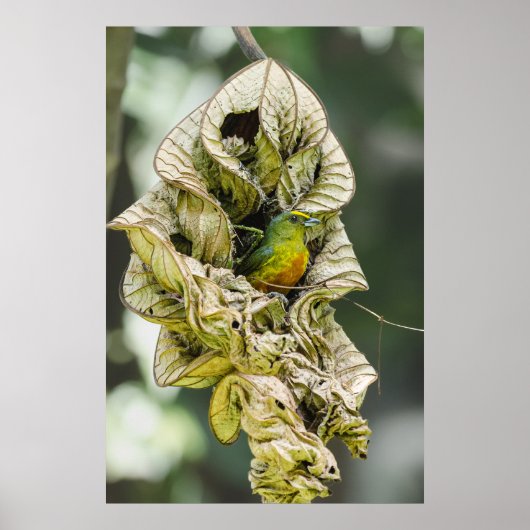 Belize Bird, Green Olive Backed Euphonia Poster (Voorkant)