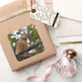 Belize Brown Roadside Hawk Bird Photography Vierkante Sticker