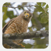 Belize Brown Roadside Hawk Bird Photography Vierkante Sticker (Voorkant)