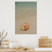 Belize, Caraïbisch Zee, Glover's rif. Conch Poster (Keuken)