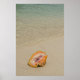 Belize, Caraïbisch Zee, Glover's rif. Conch Poster