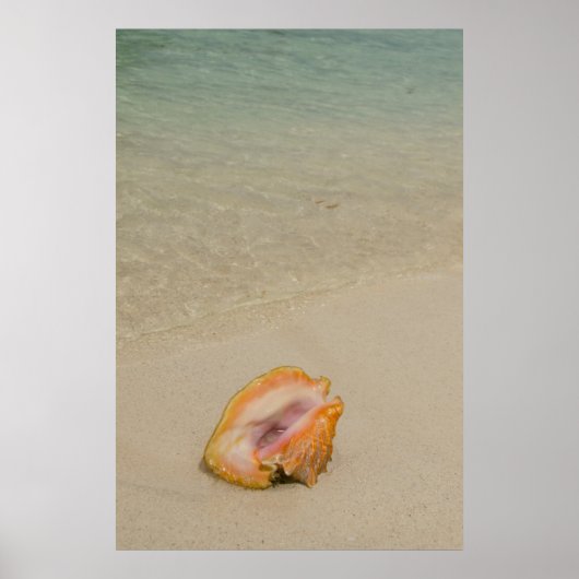 Belize, Caraïbisch Zee, Glover's rif. Conch Poster (Voorkant)