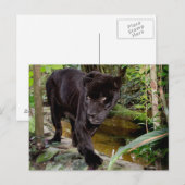 Belize City Zoo. Zwarte panter Briefkaart (Voorkant / Achterkant)
