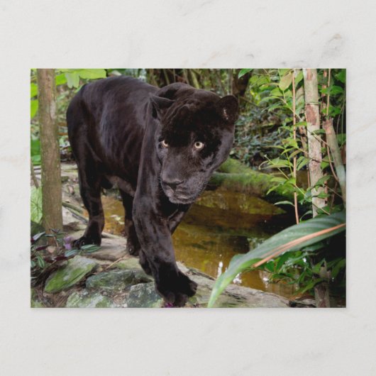 Belize City Zoo. Zwarte panter Briefkaart (Voorkant)