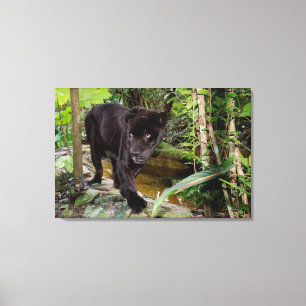 Belize City Zoo. Zwarte panter Canvas Afdruk
