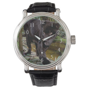 Belize City Zoo. Zwarte panter Horloge