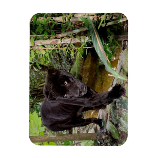 Belize City Zoo. Zwarte panter Magneet (Verticaal)