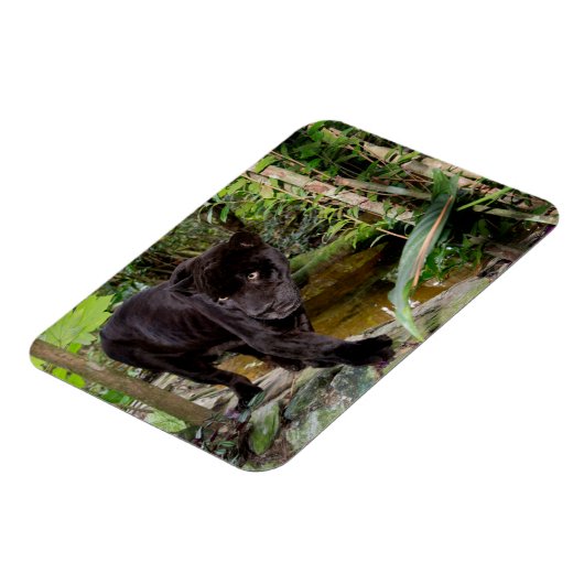 Belize City Zoo. Zwarte panter Magneet (Linkerzijde)