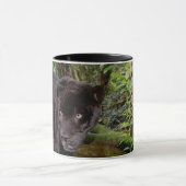 Belize City Zoo. Zwarte panter Mok (Midden)