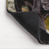 Belize City Zoo. Zwarte panter Muismat (Hoek)