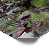 Belize City Zoo. Zwarte panter Poster (Hoek)