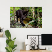 Belize City Zoo. Zwarte panter Poster (Thuiskantoor)