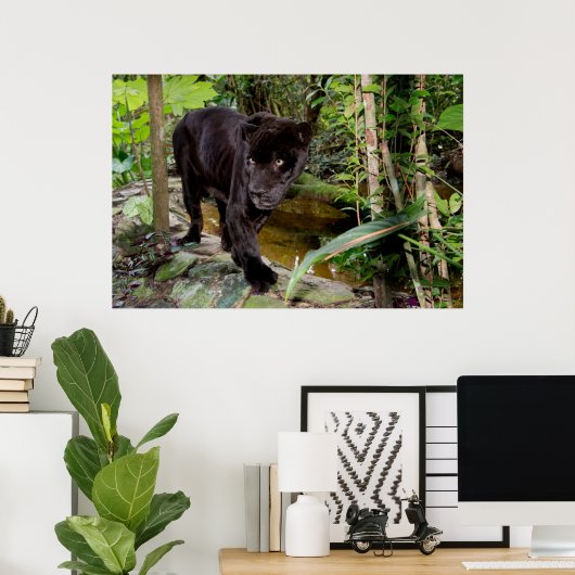 Belize City Zoo. Zwarte panter Poster (Thuiskantoor)