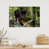 Belize City Zoo. Zwarte panter Poster (Keuken)