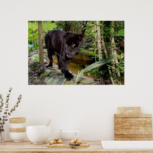 Belize City Zoo. Zwarte panter Poster (Keuken)