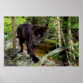 Belize City Zoo. Zwarte panter Poster (Voorkant)