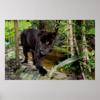 Belize City Zoo. Zwarte panter