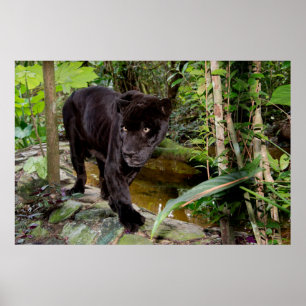 Belize City Zoo. Zwarte panter Poster