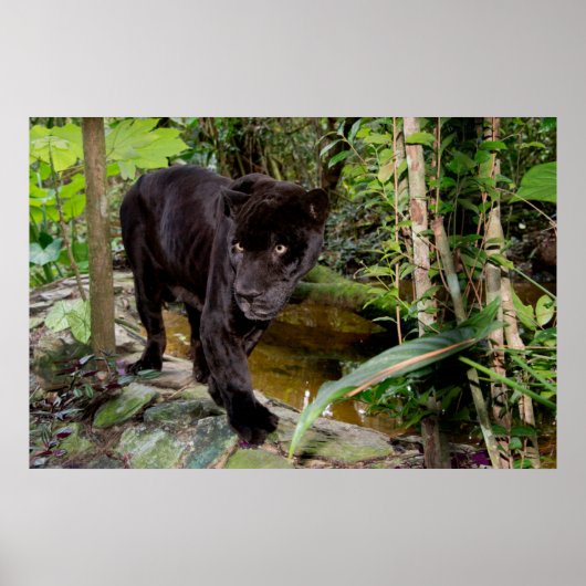 Belize City Zoo. Zwarte panter Poster (Voorkant)