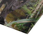 Belize City Zoo. Zwarte panter Snijplank (Hoek)