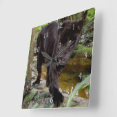 Belize City Zoo. Zwarte panter Vierkante Klok (Hoek)