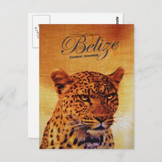 Belize Jaguar Briefkaart (Voorkant / Achterkant)