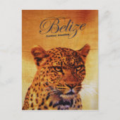 Belize Jaguar Briefkaart (Voorkant)