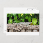 Belize Lizard Briefkaart (Voorkant / Achterkant)