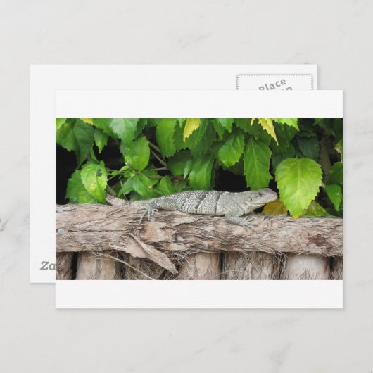 Belize Lizard Briefkaart (Voorkant / Achterkant)