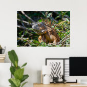 Belize Lizard, vreedzaam Sinaasappel Iguana Poster (Thuiskantoor)