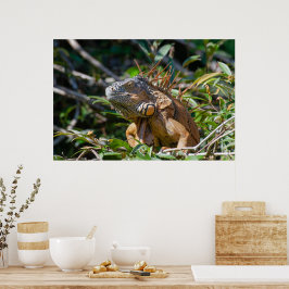 Belize Lizard, vreedzaam Sinaasappel Iguana Poster