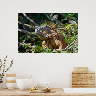 Belize Lizard, vreedzaam Sinaasappel Iguana Poster