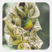 Belize Olive Euphonia Bird Photography Vierkante Sticker (Voorkant)