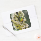 Belize Olive Euphonia Bird Photography Vierkante Sticker (Envelop)