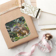 Belize Oranje Iguana Lizard Photography