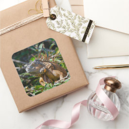 Belize Oranje Iguana Lizard Photography Vierkante Sticker